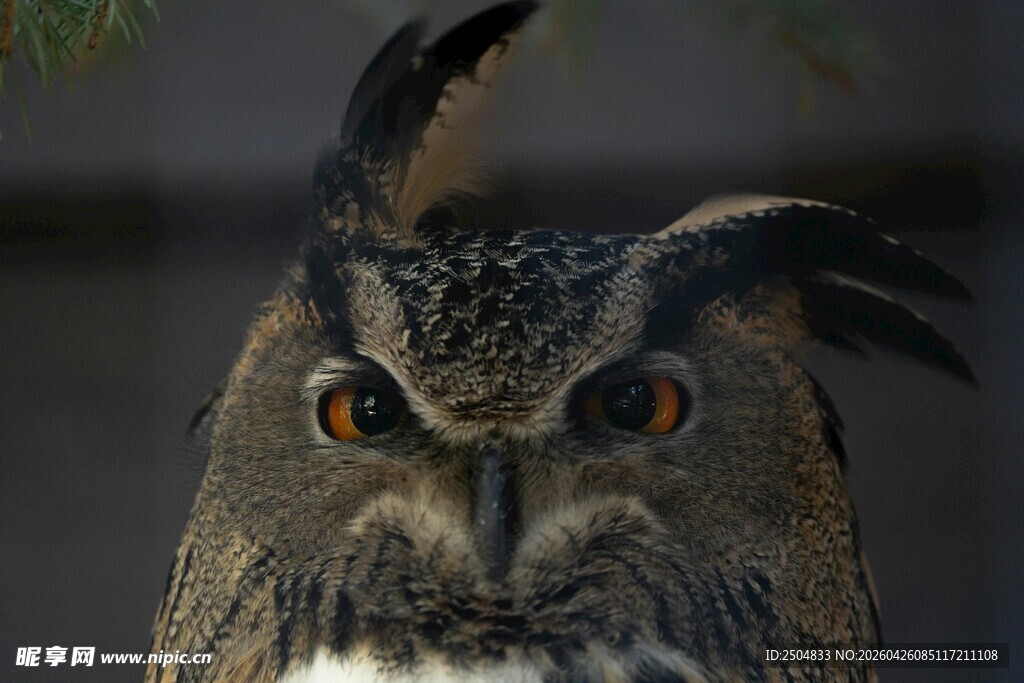 猫头鹰特写