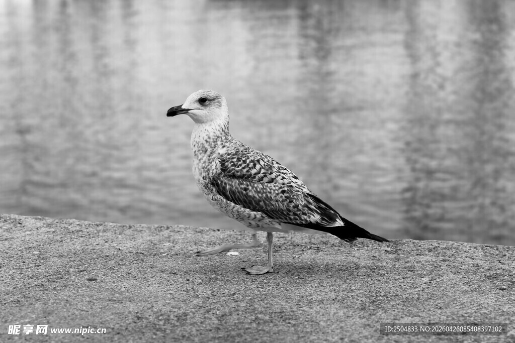 岸边站立的海鸥