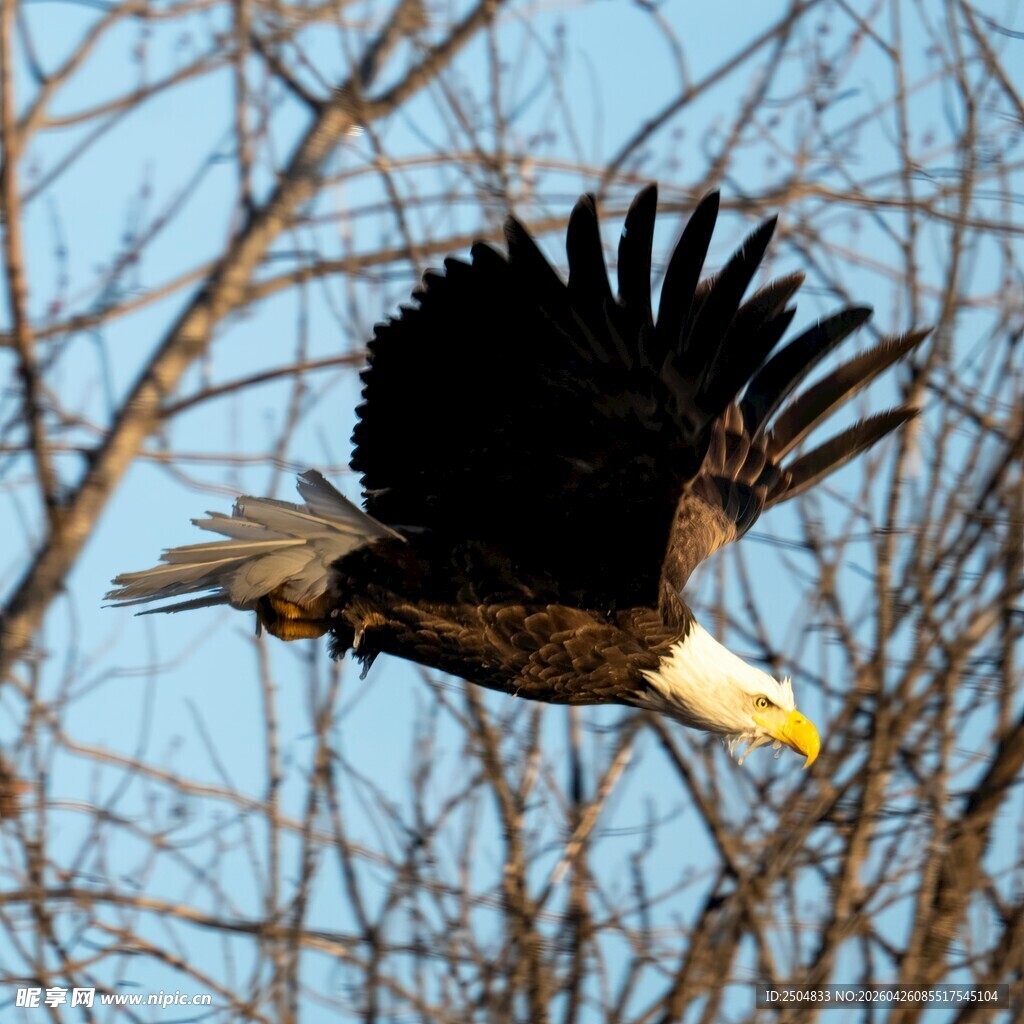 翱翔的白头鹰