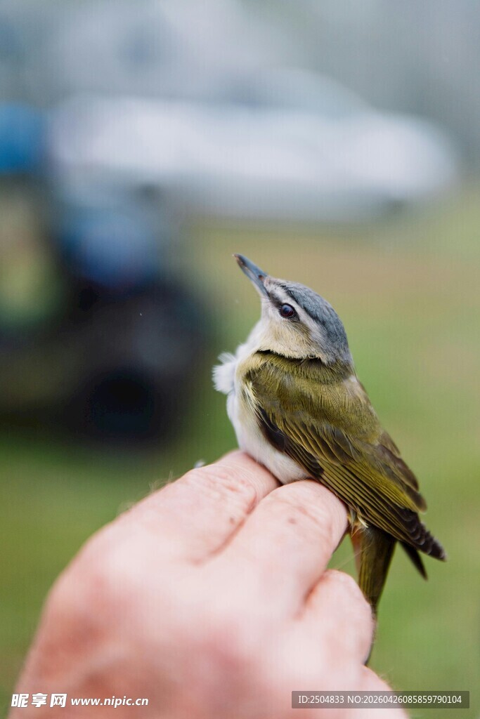 手托小鸟 灵动瞬间