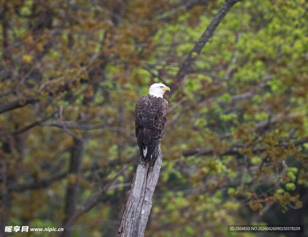 白头鹰栖息于枯木之上