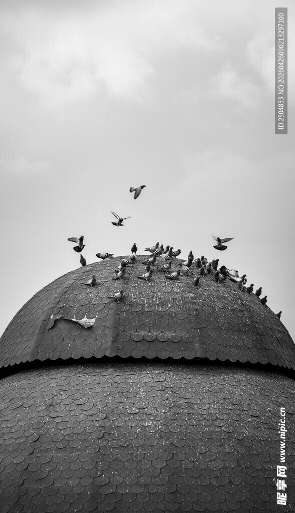 屋顶上的鸟儿