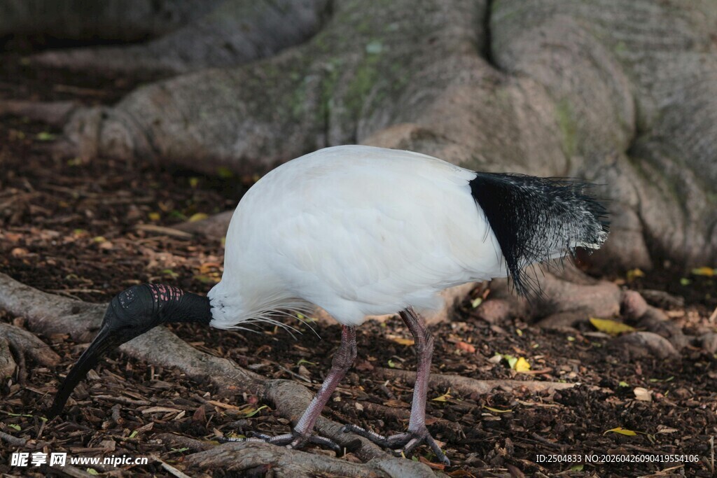 白身黑颈的鸟在地面觅食