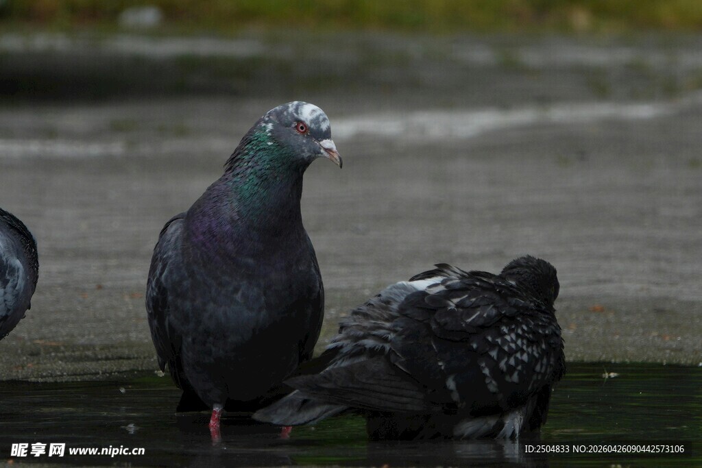 水边站立休憩的几只鸽子