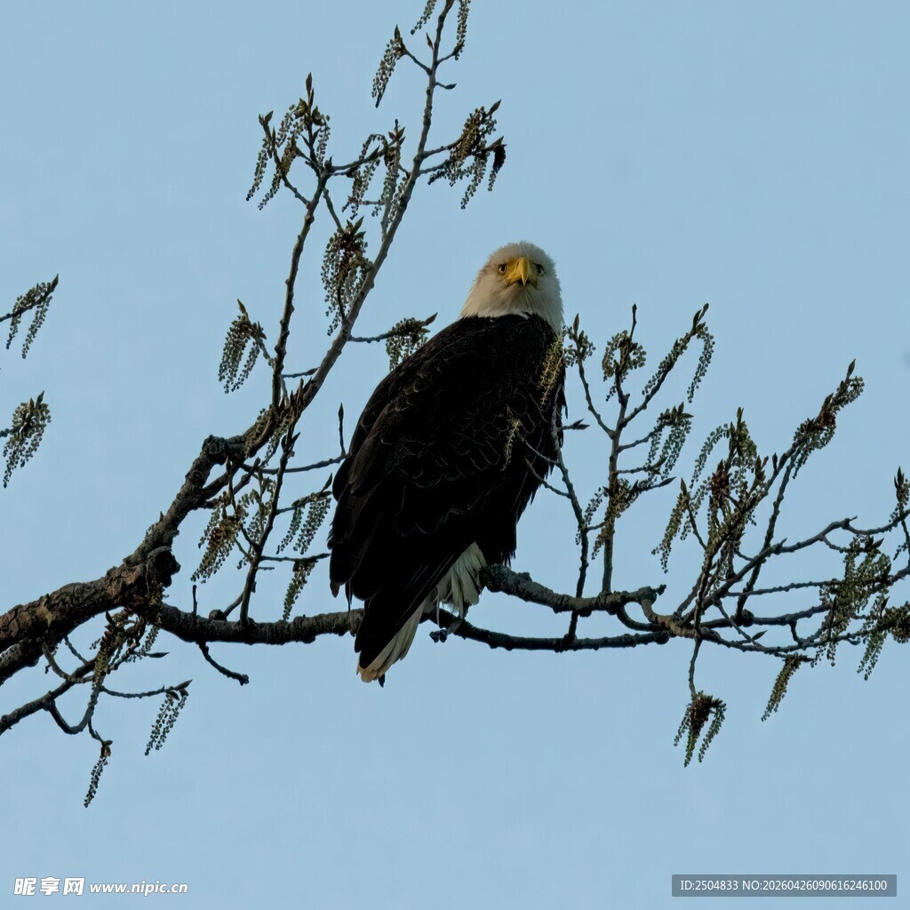 白头海雕栖于枝头