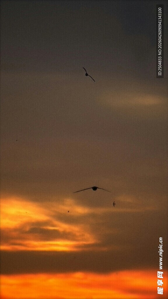夕阳下飞鸟翱翔天际