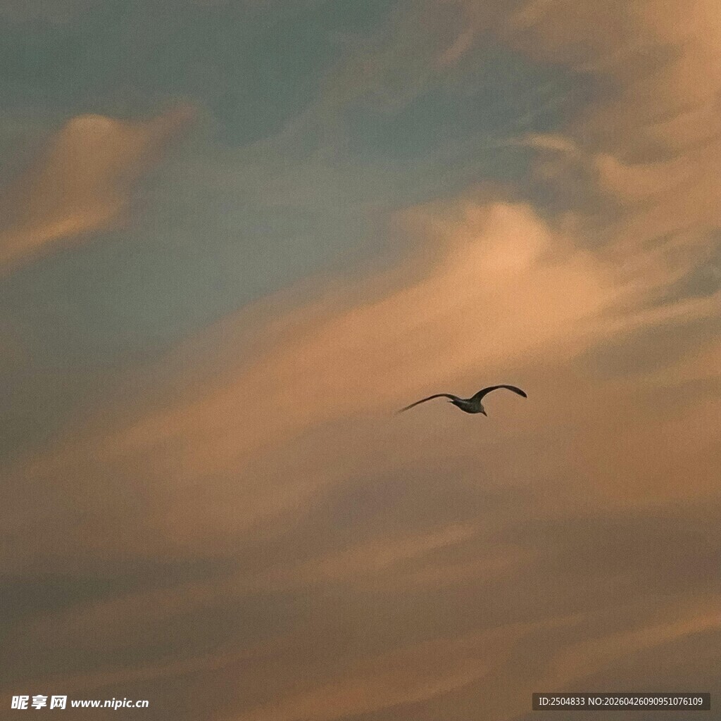 夕阳下飞鸟翱翔天空