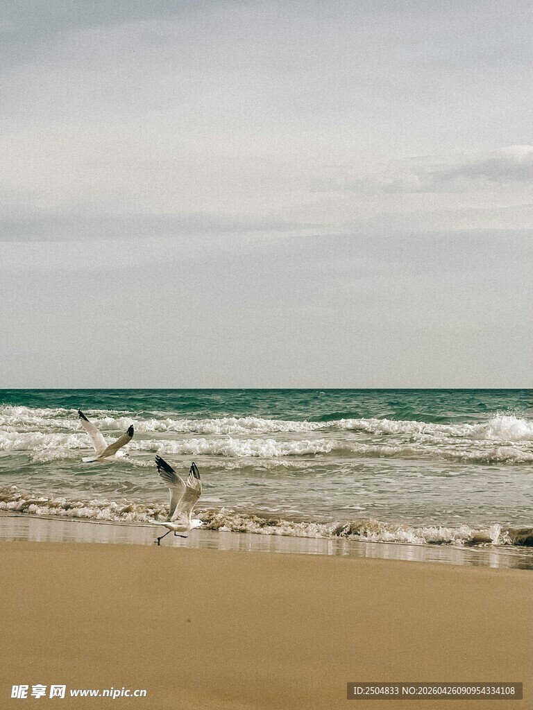 海边沙滩上的飞鸟与海浪