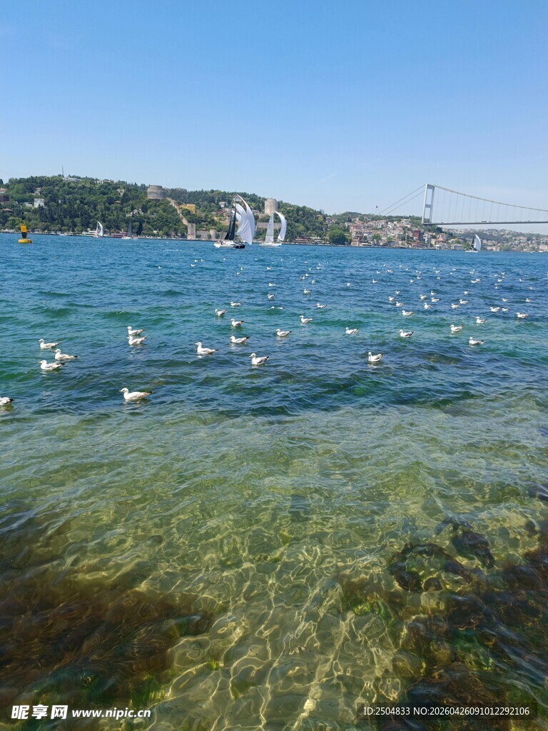 清澈海面与飞翔海鸟景观