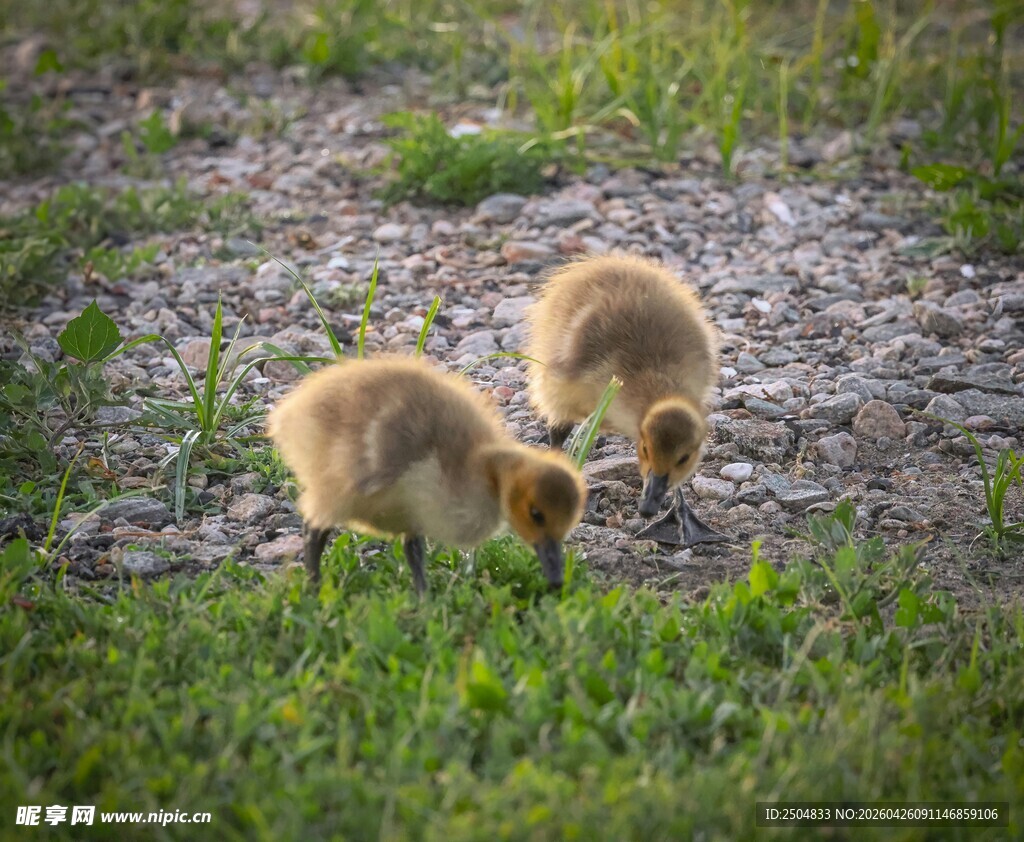 草地上的两只毛茸茸小鹅