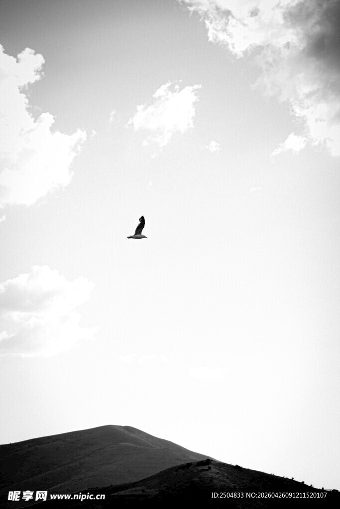 天空中翱翔的飞鸟