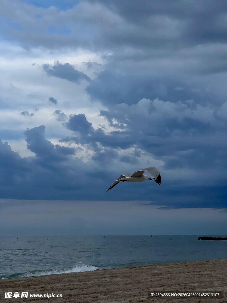 海边飞鸟与阴云美景