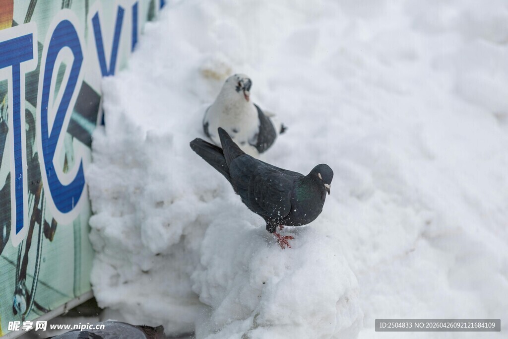 雪地中的两只鸽子