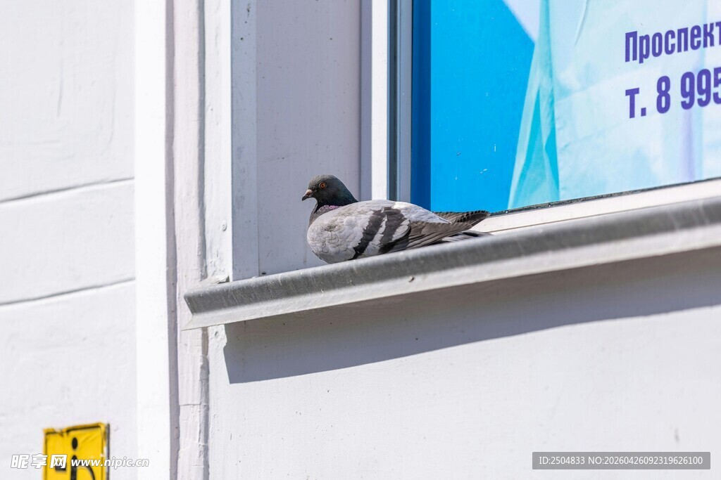 窗台上的鸽子