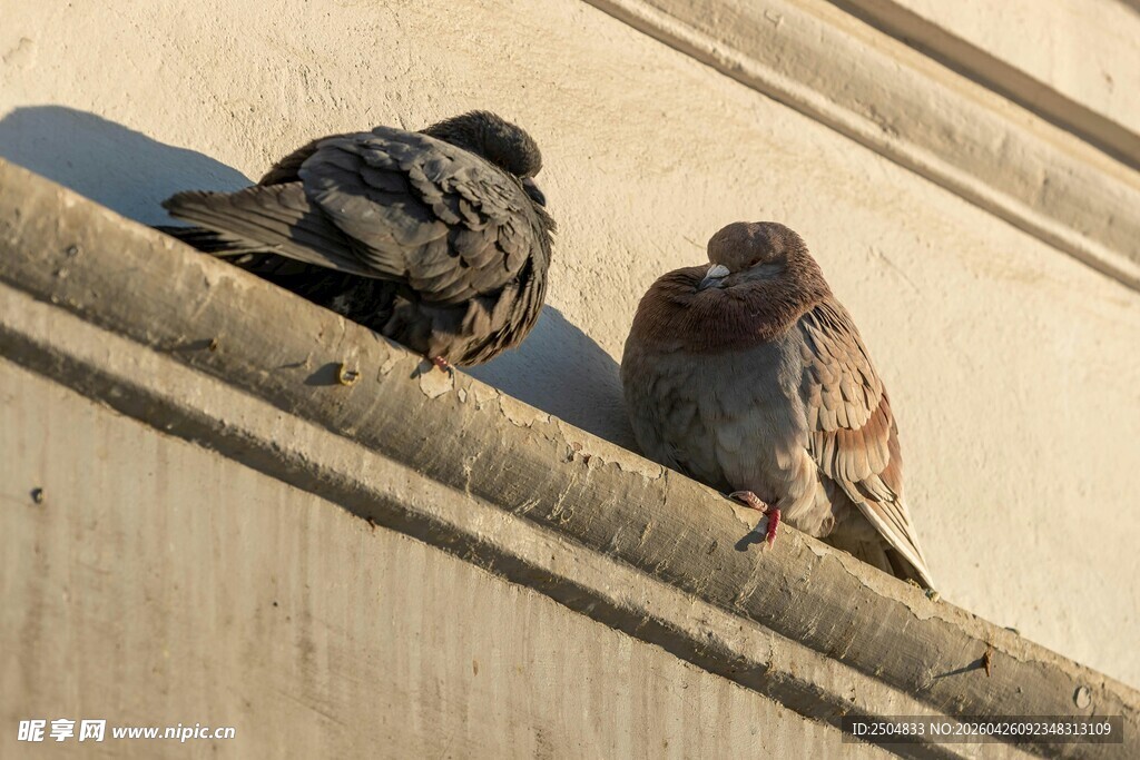 屋顶上的两只鸽子