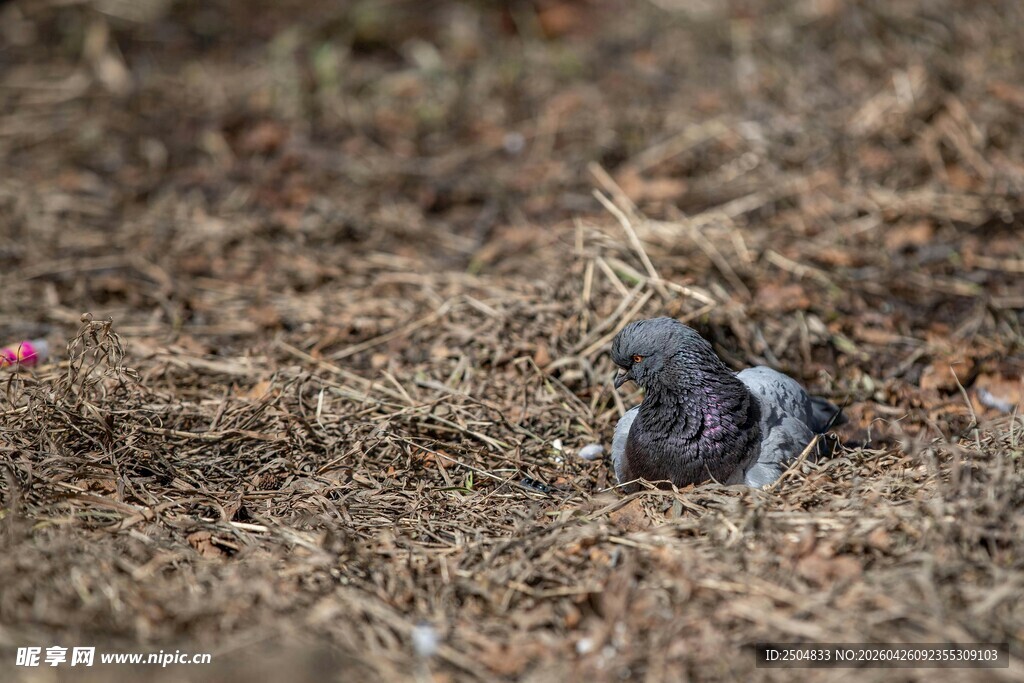 地面上蜷缩的小鸟