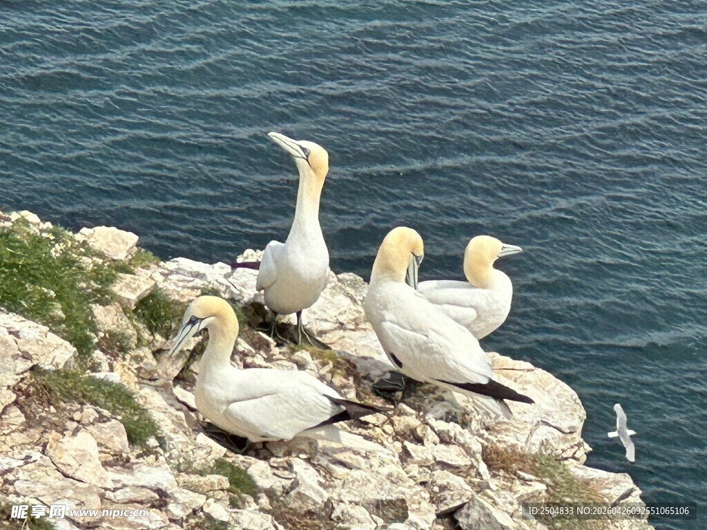 海崖上栖息的数只海鸟