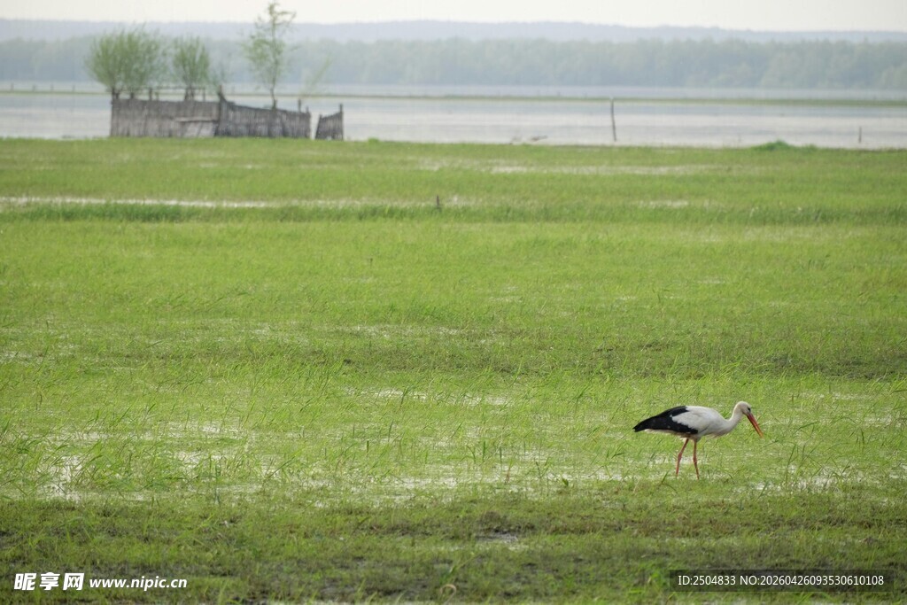 草原上的孤鸟