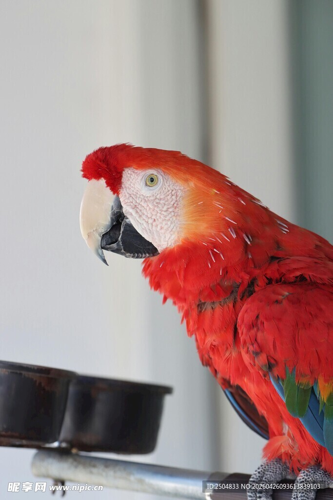 红羽鹦鹉栖息于架上