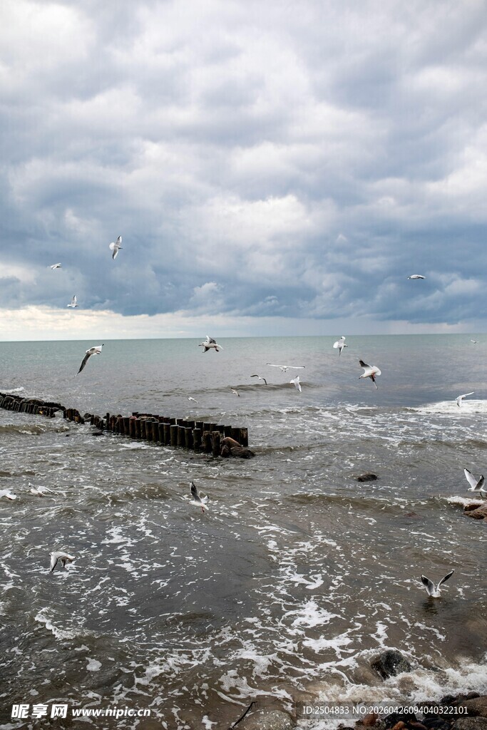海边景象 飞鸟与海浪