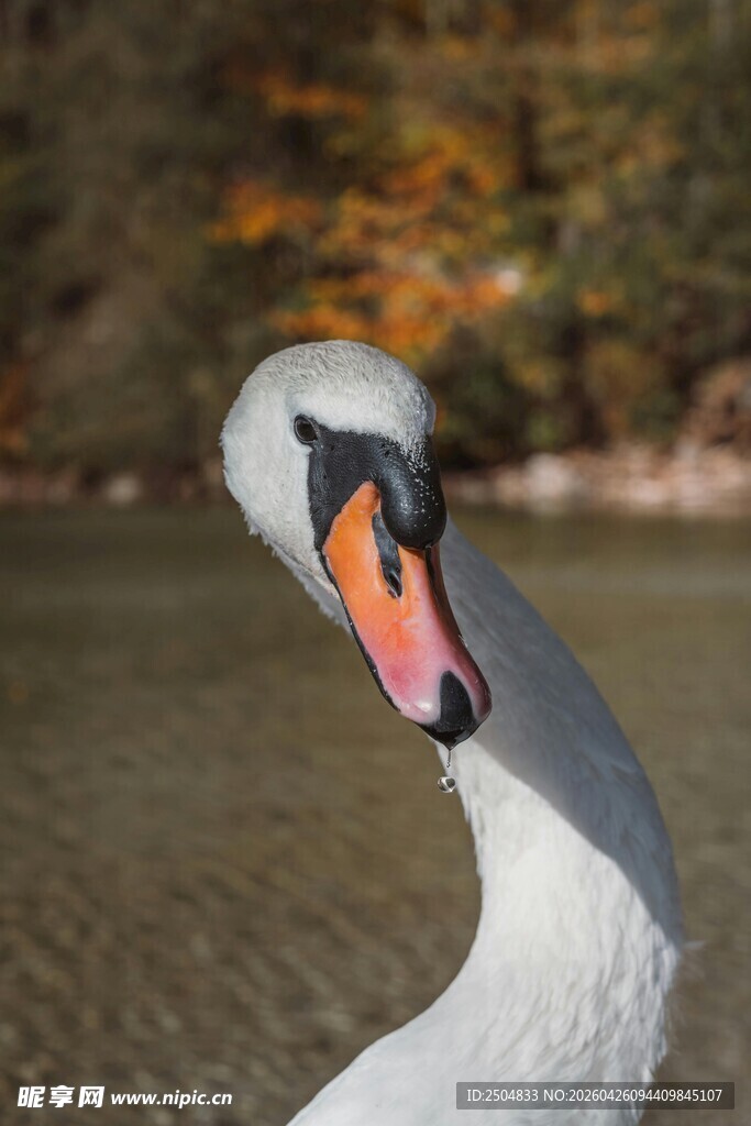 优雅天鹅特写