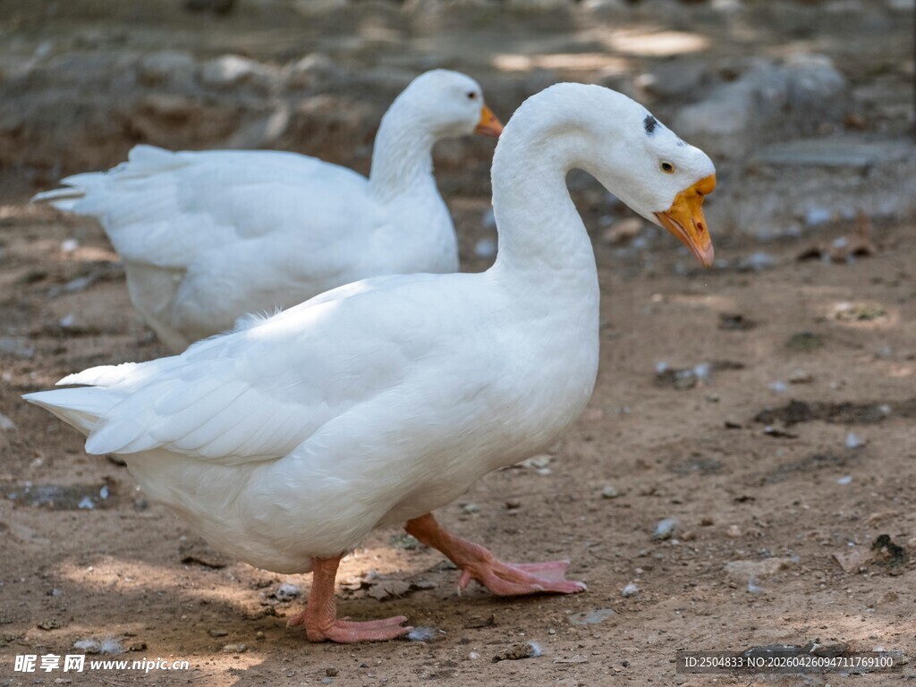 两只白鹅在地面上行走