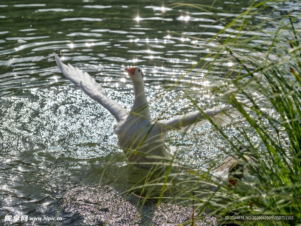 水中枯木与摇曳水草