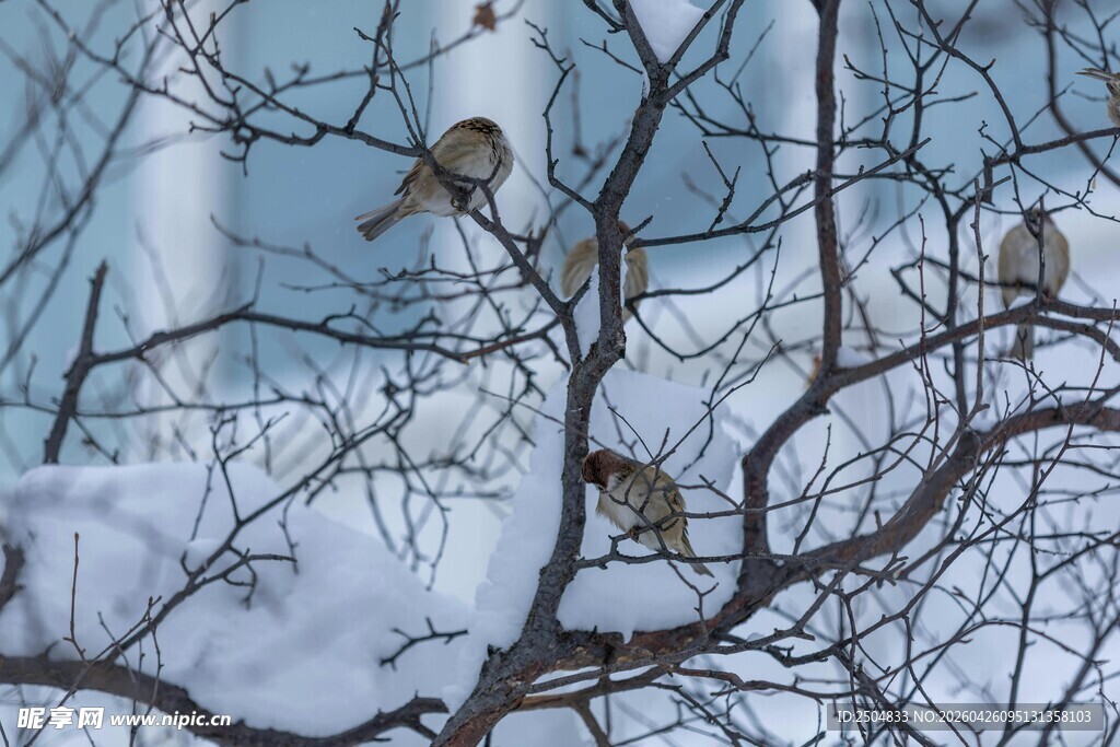 雪后枝头的几只小鸟