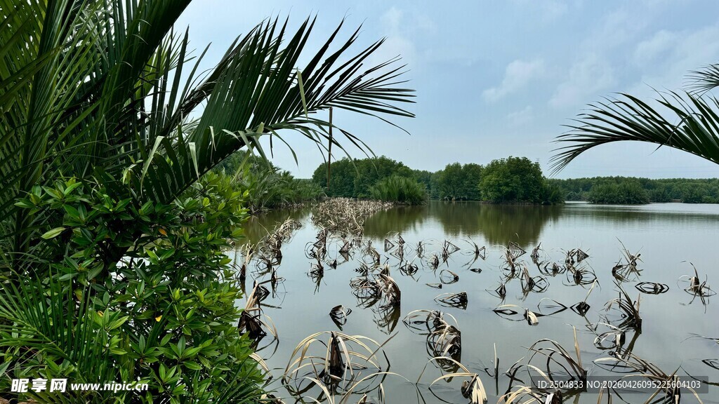 湖畔群鸟栖息的自然景象