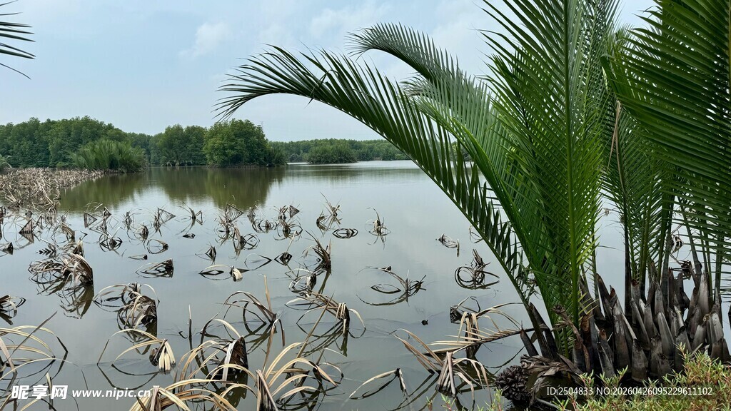 湖畔水生植物景观