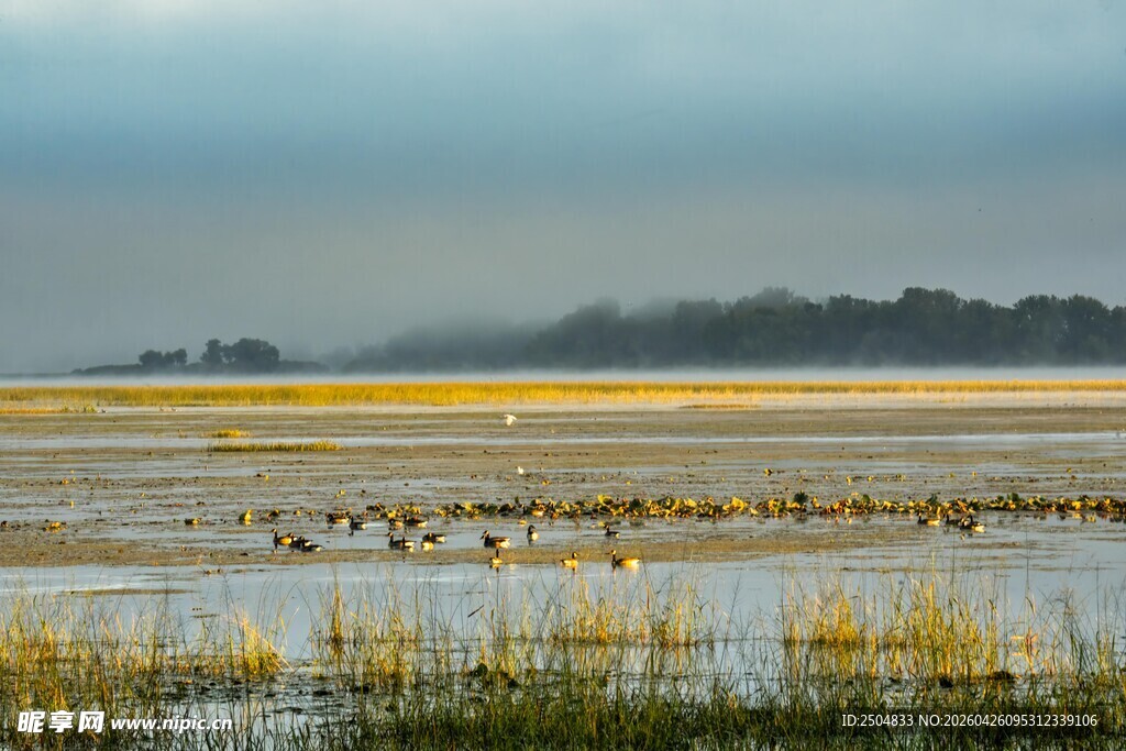 湿地晨景 静谧自然之美