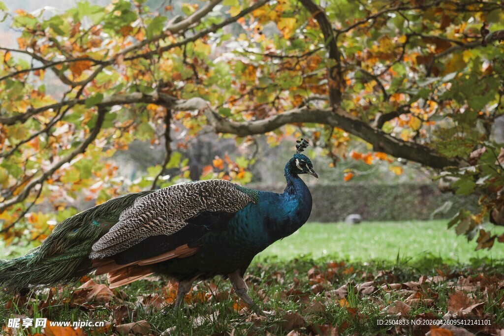 秋日树下的美丽孔雀