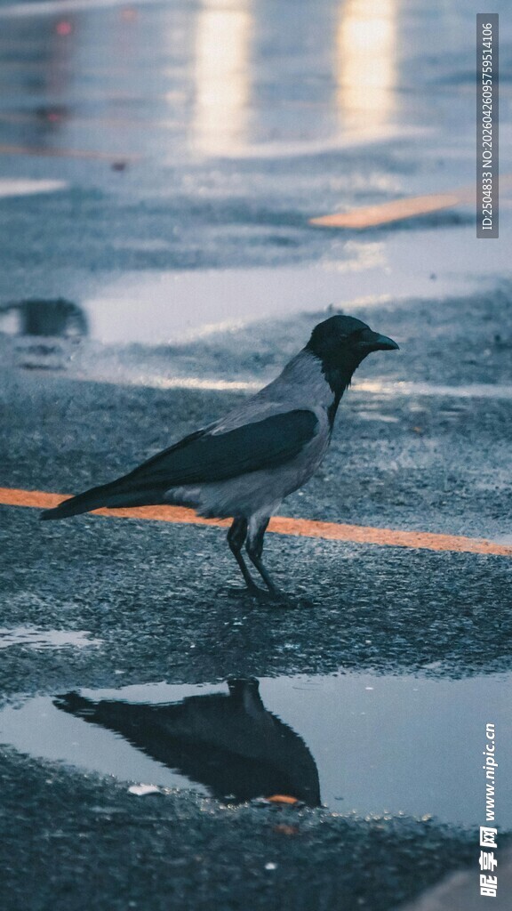水边孤鸟倒影