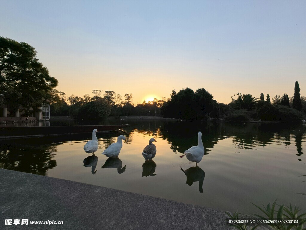 湖畔天鹅伴夕阳美景