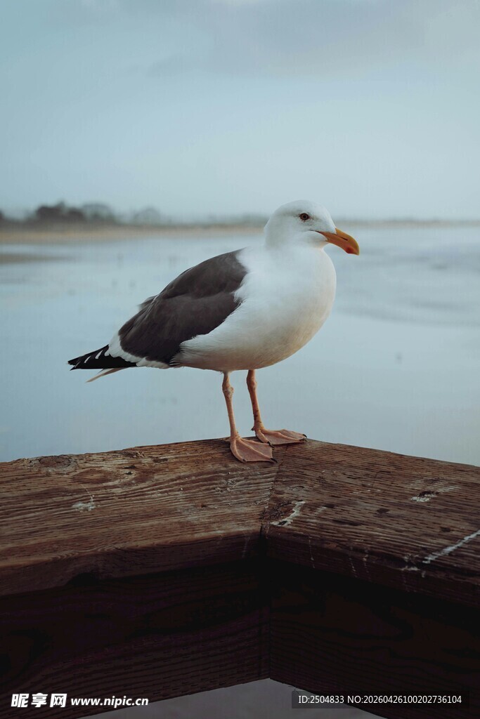 木台上站立的海鸥