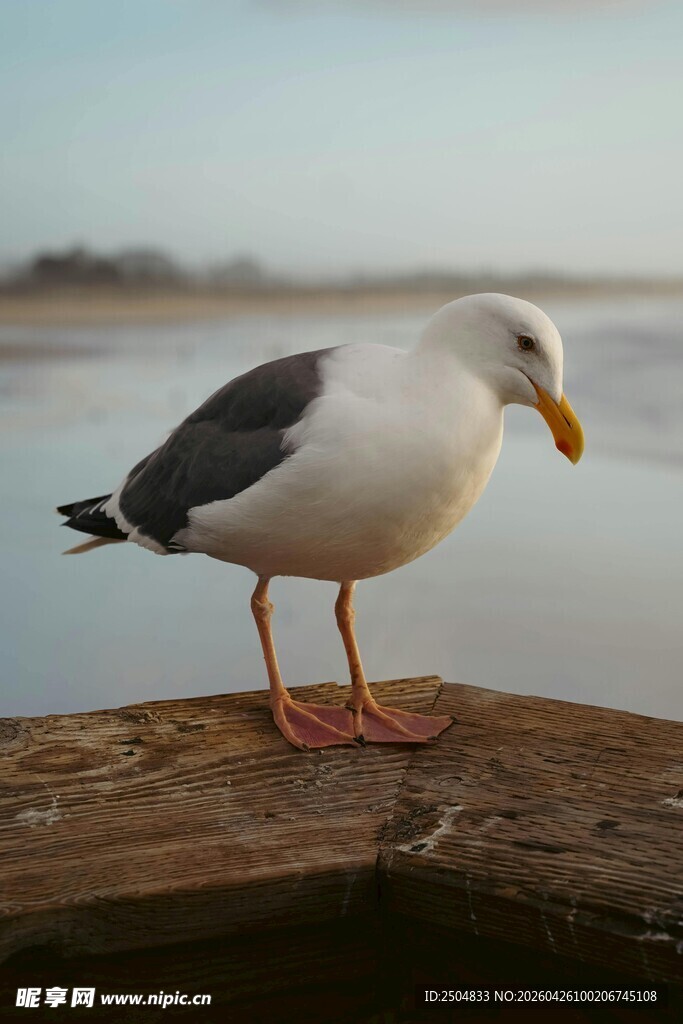 木上静立海鸥