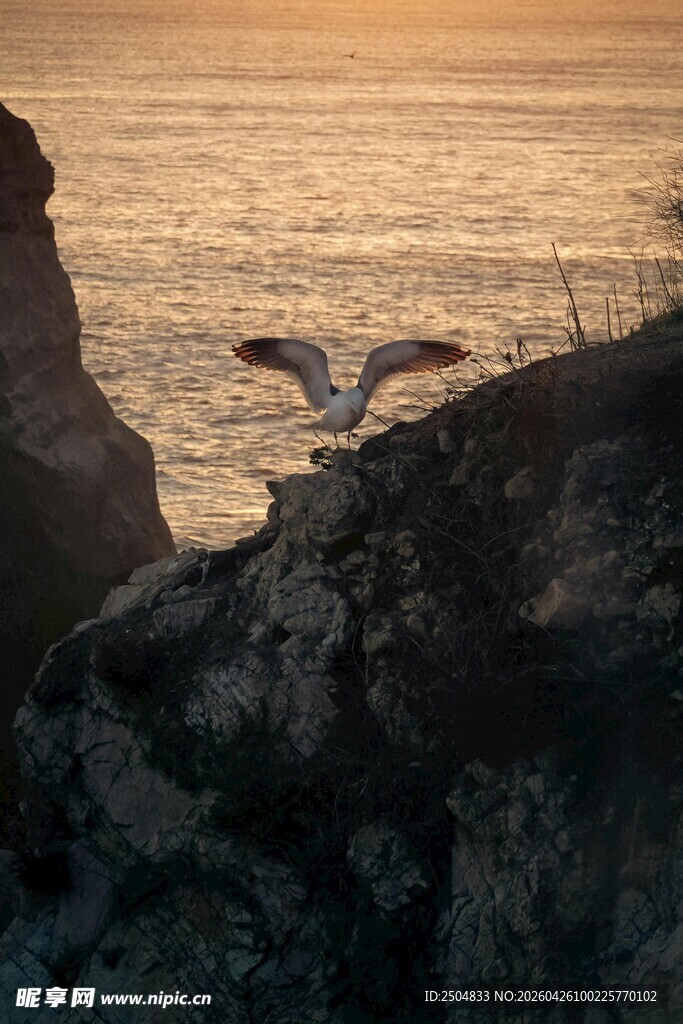 夕阳下海鸥翱翔于礁石旁