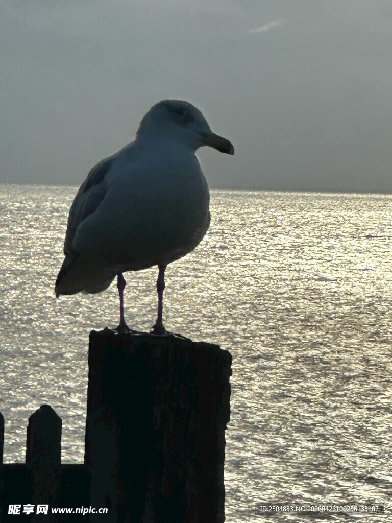 海鸥立于木桩眺望海面