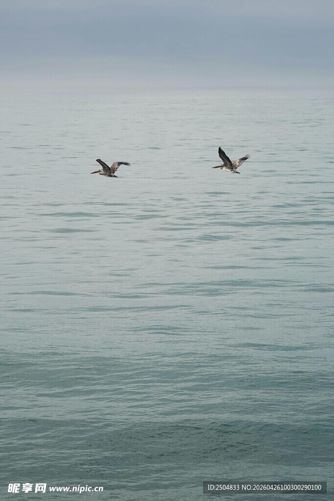 海面上双飞鸟
