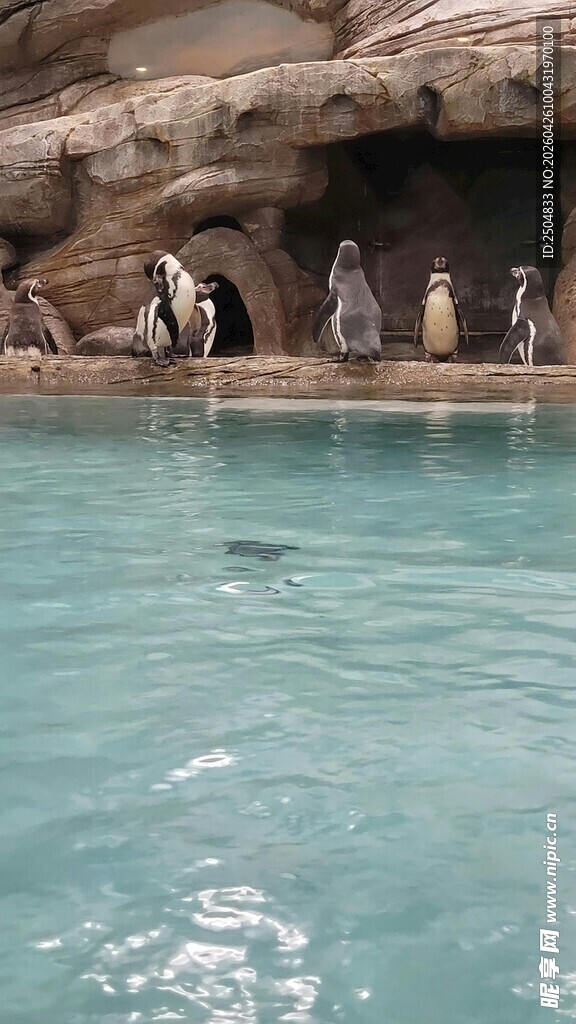 企鹅在水边休憩
