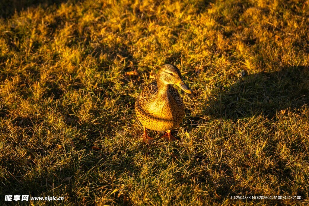 夕阳下漫步的鸭子