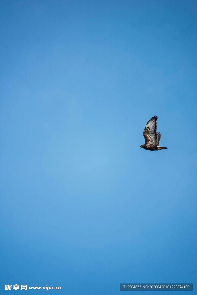 蓝天中翱翔的孤独鸟儿