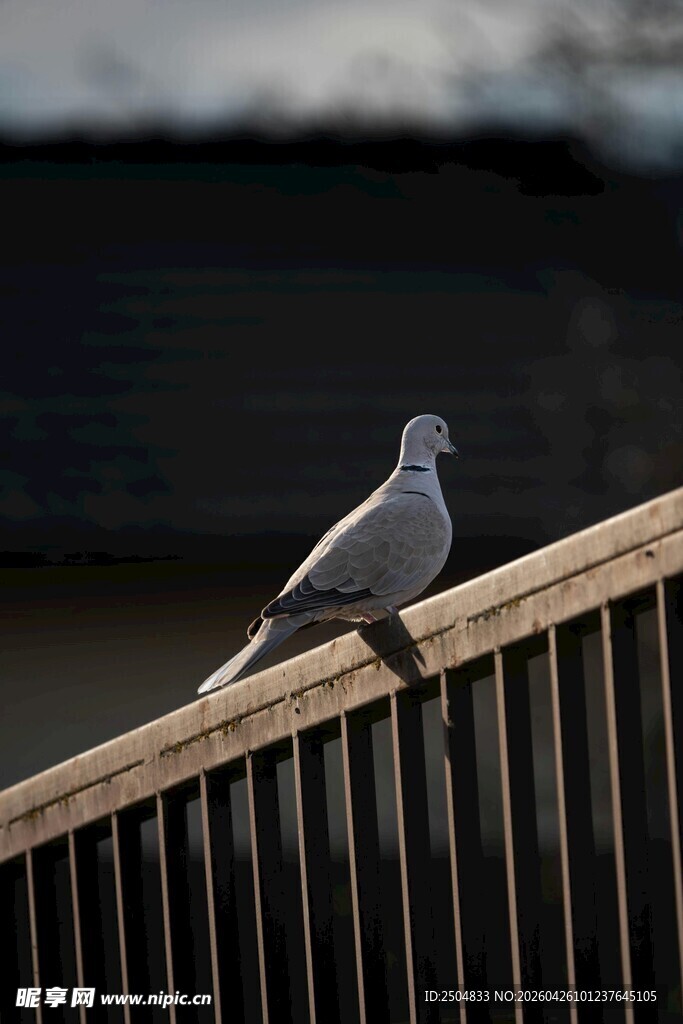 栏杆上的白鸽