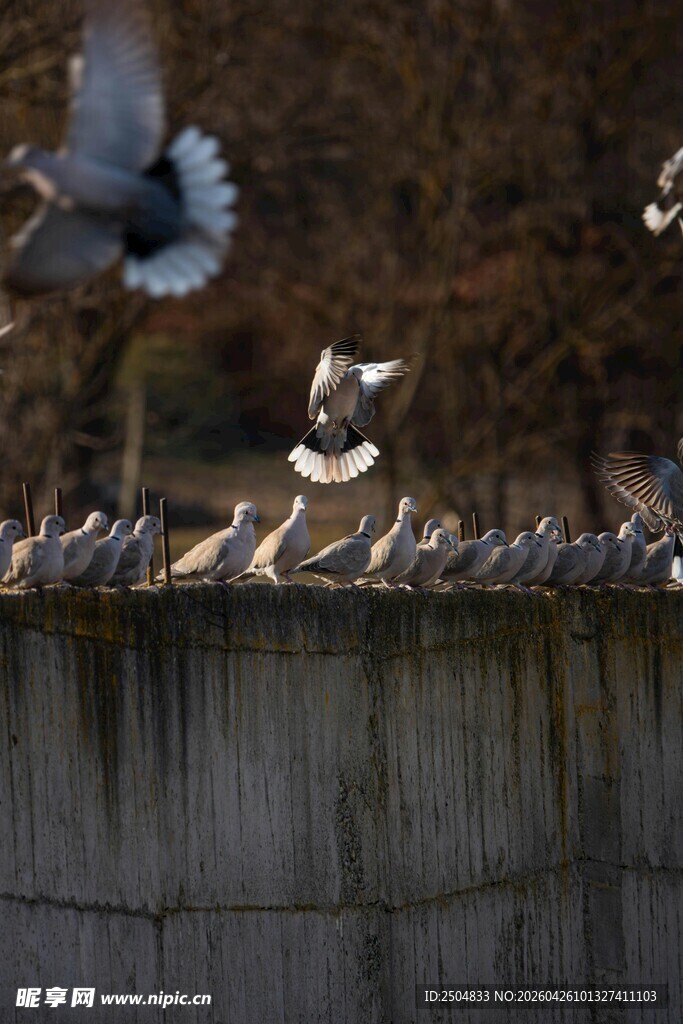 群鸽聚集于石墙