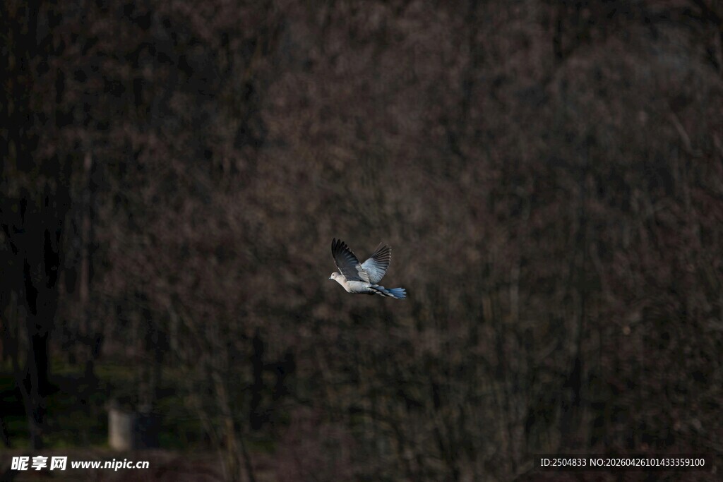 林间飞鸟