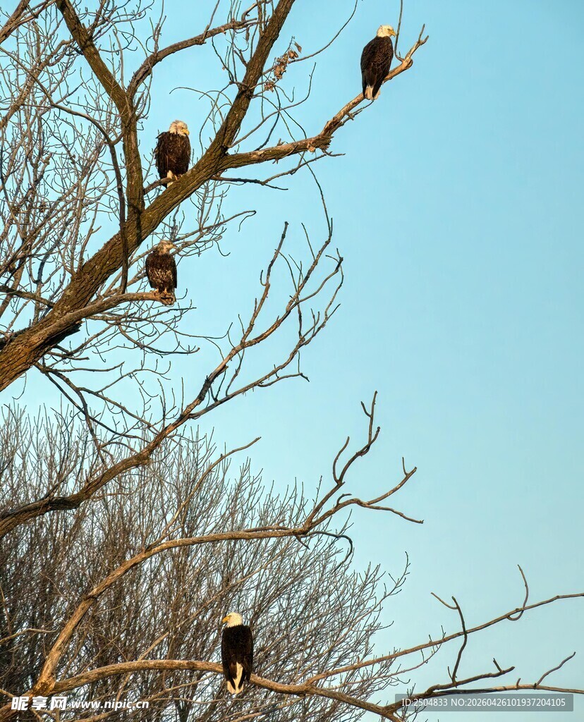 枝头鹊鸟 蓝天映衬之景