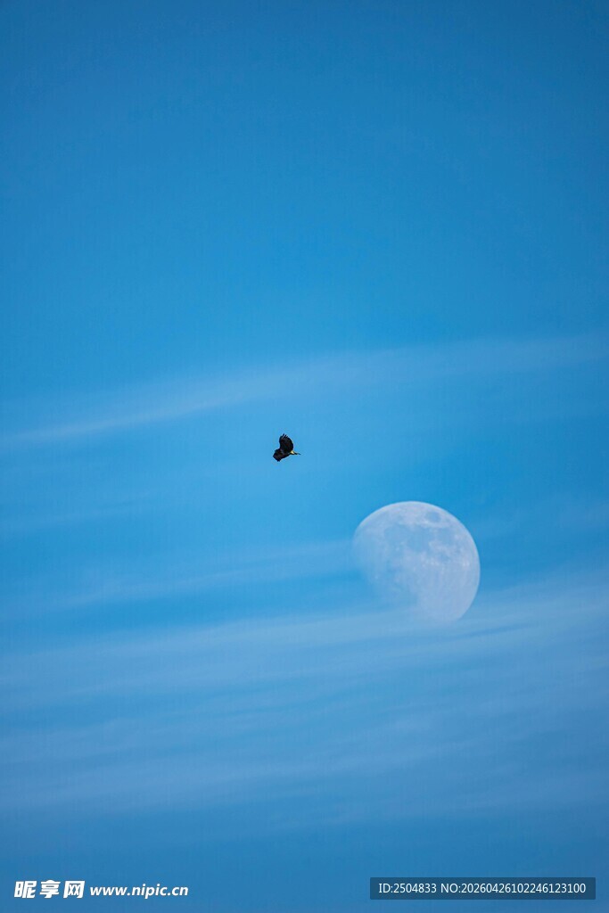 飞鸟伴月的静谧天空