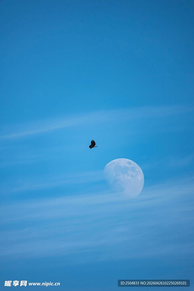 飞鸟伴月的静谧天空