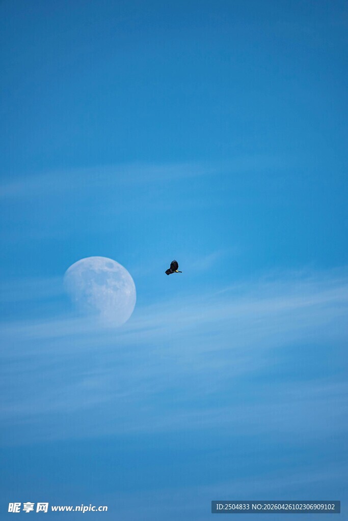 蓝空下飞鸟伴月的美景