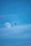 蓝天下飞鸟伴月的美景